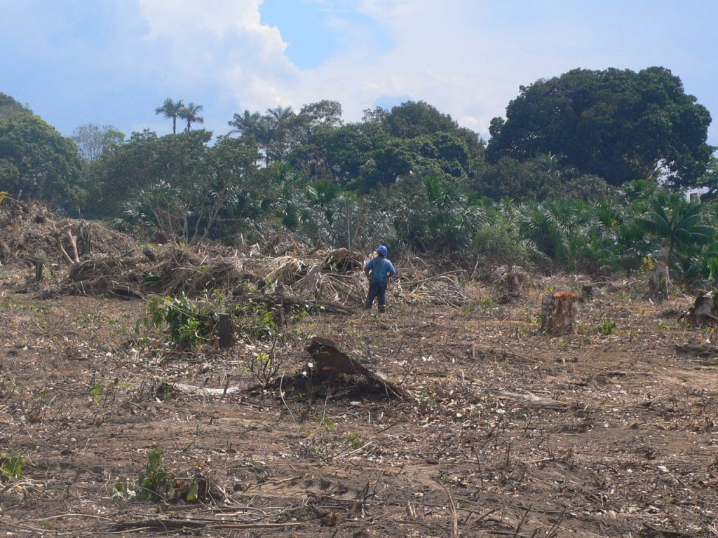 What is a zero deforestation partnership?
