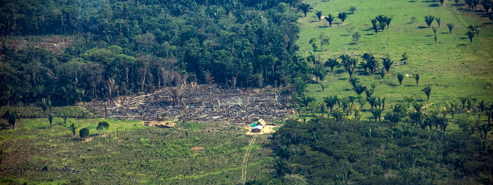 ¿Cuáles son los ecosistemas naturales de los Andes tropicales?