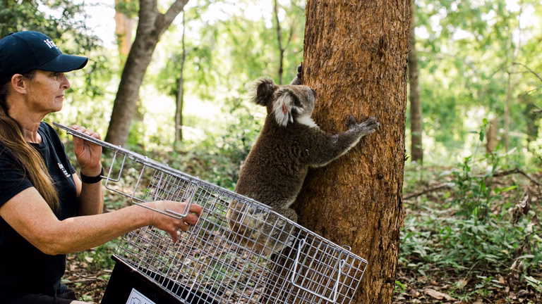 Is factory farming causing deforestation?