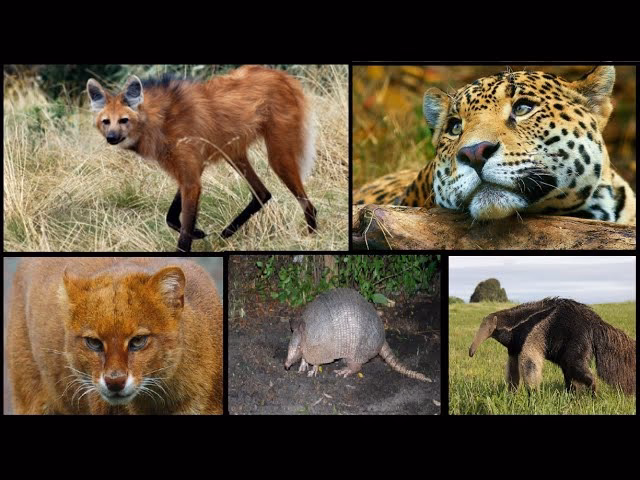 ¿Qué animales se pueden ver en los bosques y montes santiagueños?