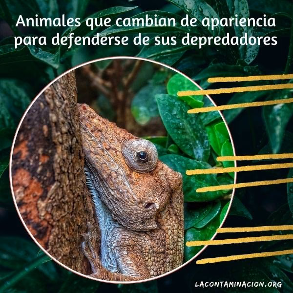 ¿Cuál es el papel de los animales en el equilibrio del Medio Ambiente?