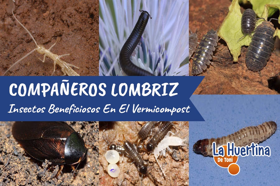 ¿Qué cuidados se deben tener con el compost?