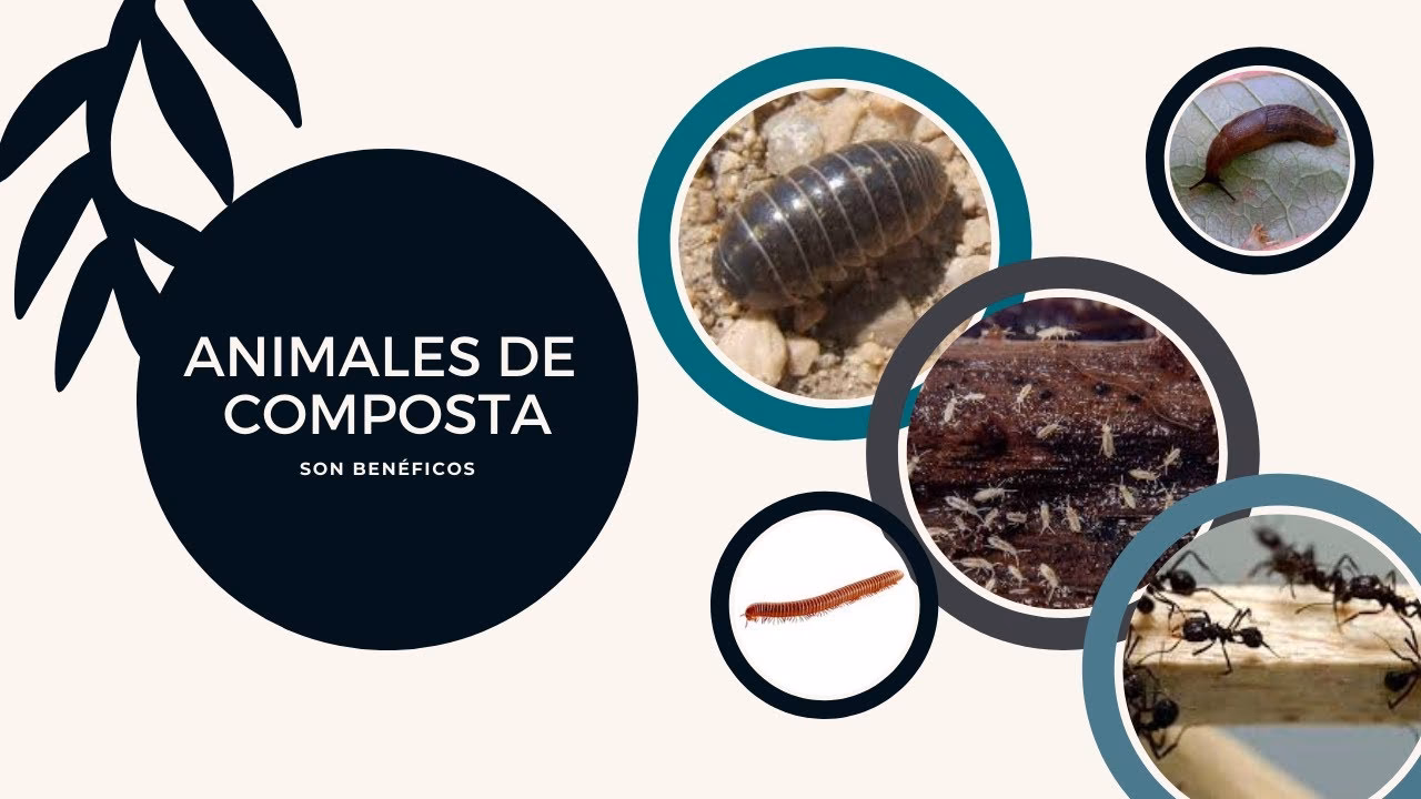 ¿Qué cuidados se deben tener con el compost?