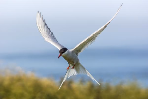 ¿Qué son los animales voladores y aéreos?