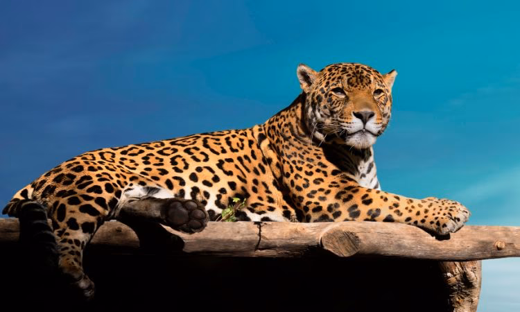 ¿Cuáles son los beneficios de los animales para el medio ambiente?