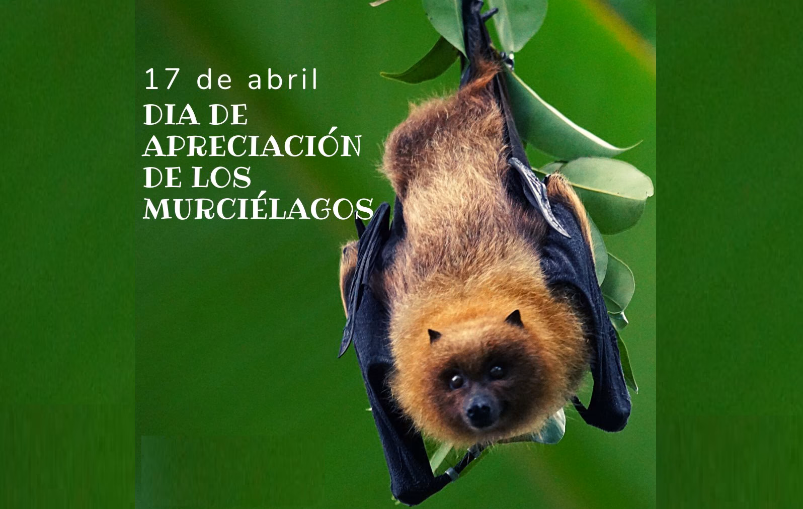 ¿Cuáles son los beneficios de los murciélagos?