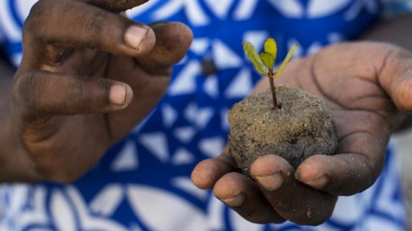 ¿Qué es la degradación forestal?