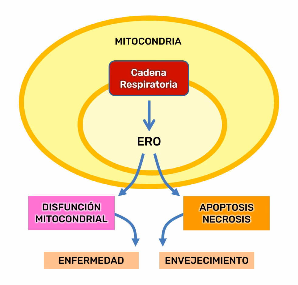 ¿Cuáles son los procesos de apoptosis?