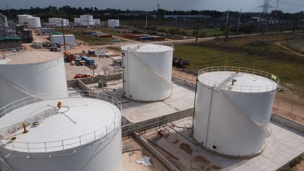 ¿Por qué se considera que la araucaria tiene una forma extraña?