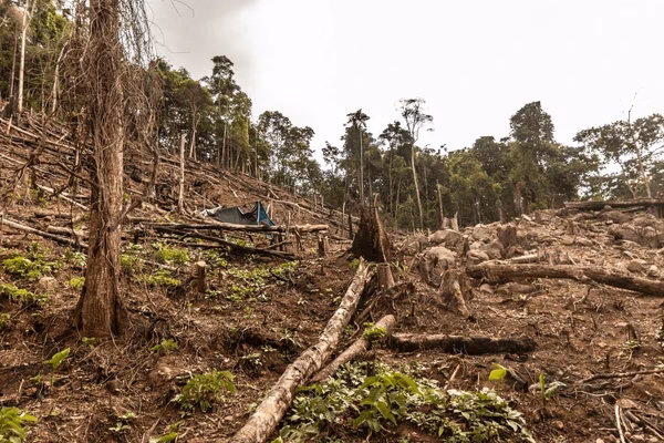 ¿Cómo ha evolucionado la cobertura mundial de árboles?