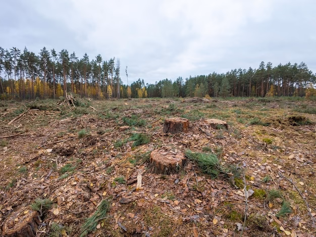 ¿Por qué los bosques de pinos están en peligro?