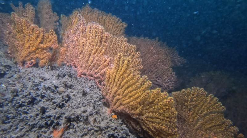 ¿Cómo afecta la acidificación de los océanos a los arrecifes de coral?