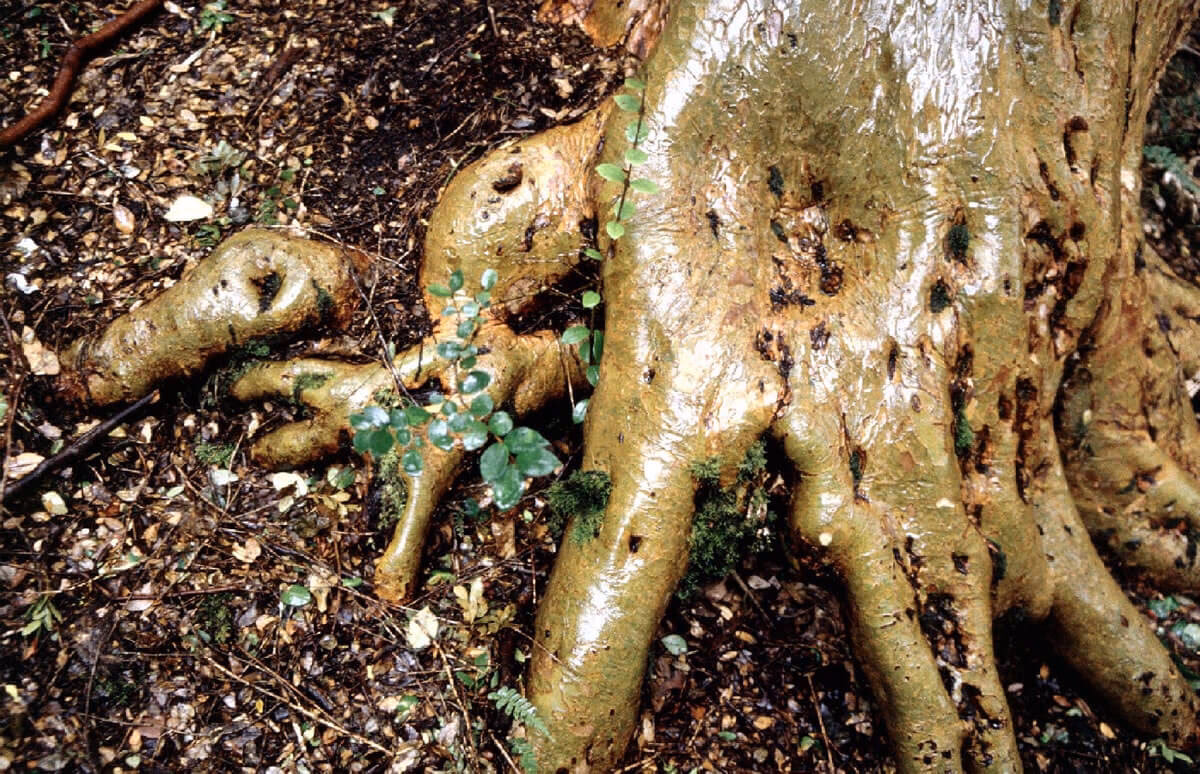 ¿Dónde se desarrollan mejor los Arrayanes?