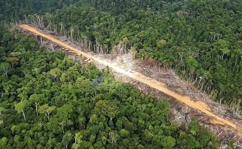¿Dónde se desarrollan mejor los Arrayanes?