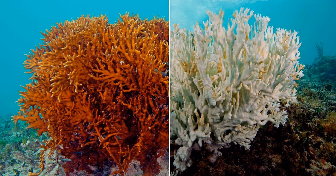 ¿Cuánto tiempo pueden restablecerse los arrecifes de coral?