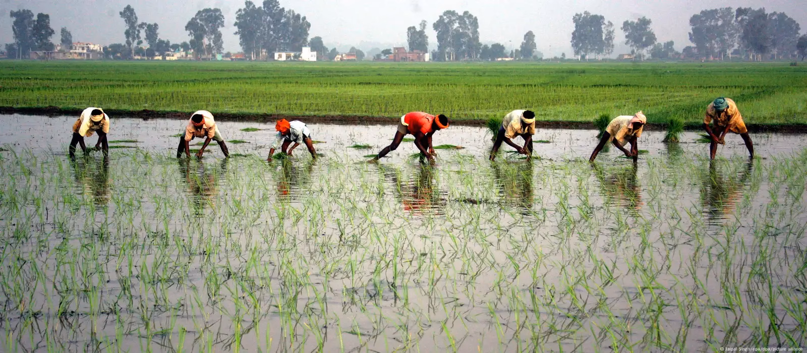 ¿Cómo afecta el cambio climático a la productividad del arroz?