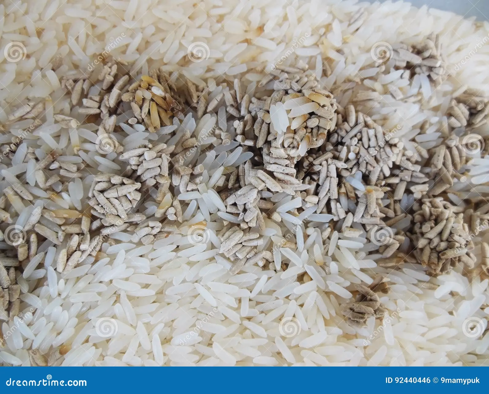 ¿Cómo evitar que los hongos dañen los cultivos de arroz?