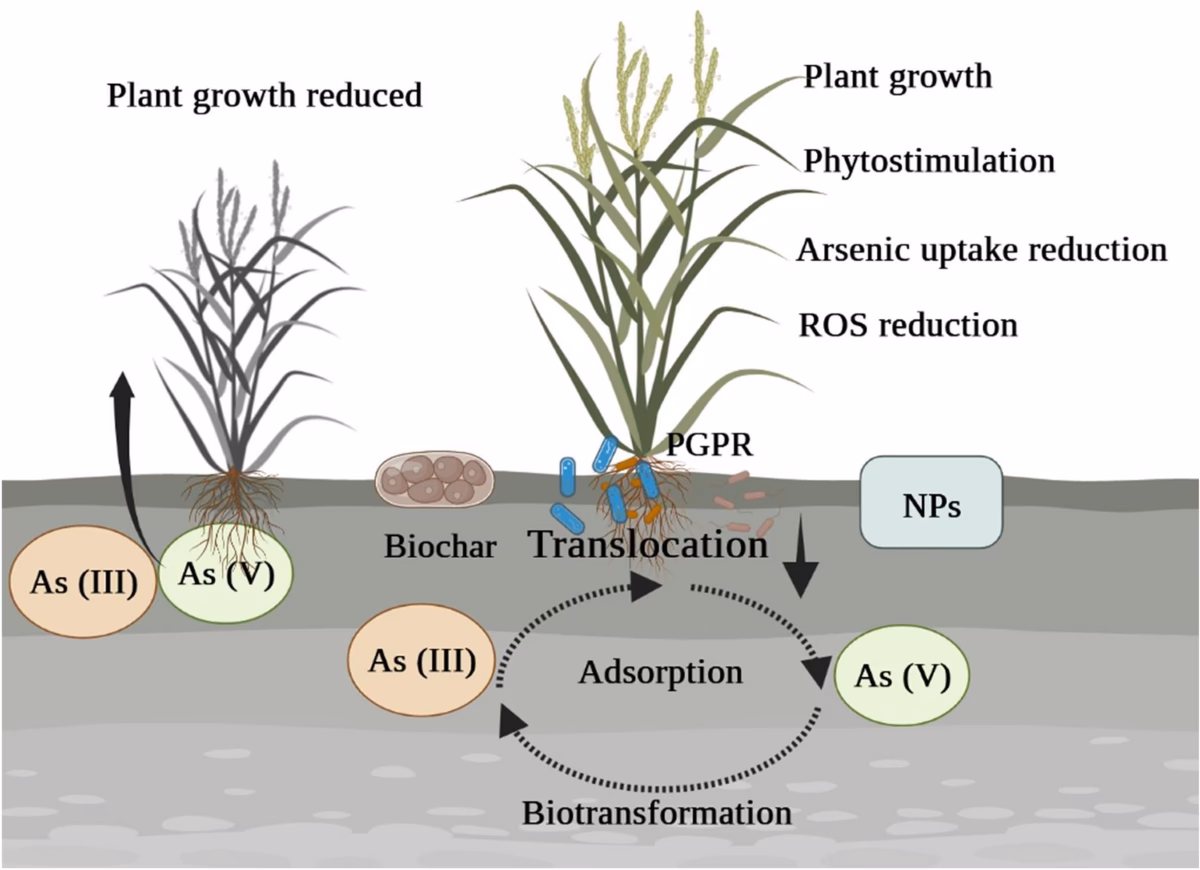 What are the sources of arsenic contamination?
