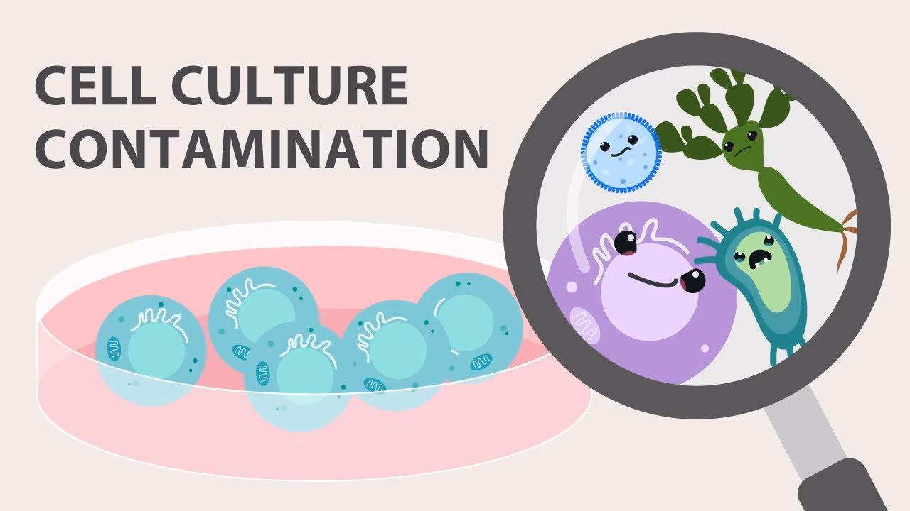 What is biological contamination in a cell-culture system?