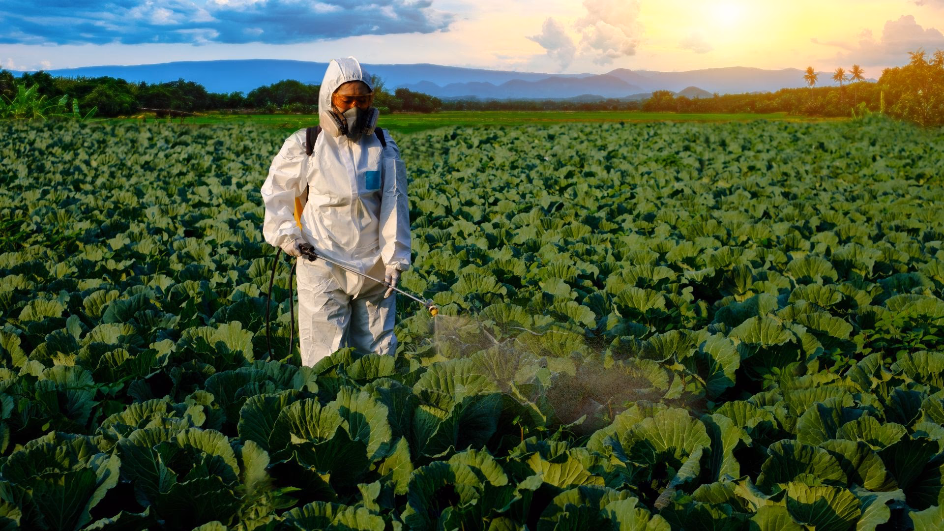¿Cómo controlar las enfermedades y plagas de la vid?