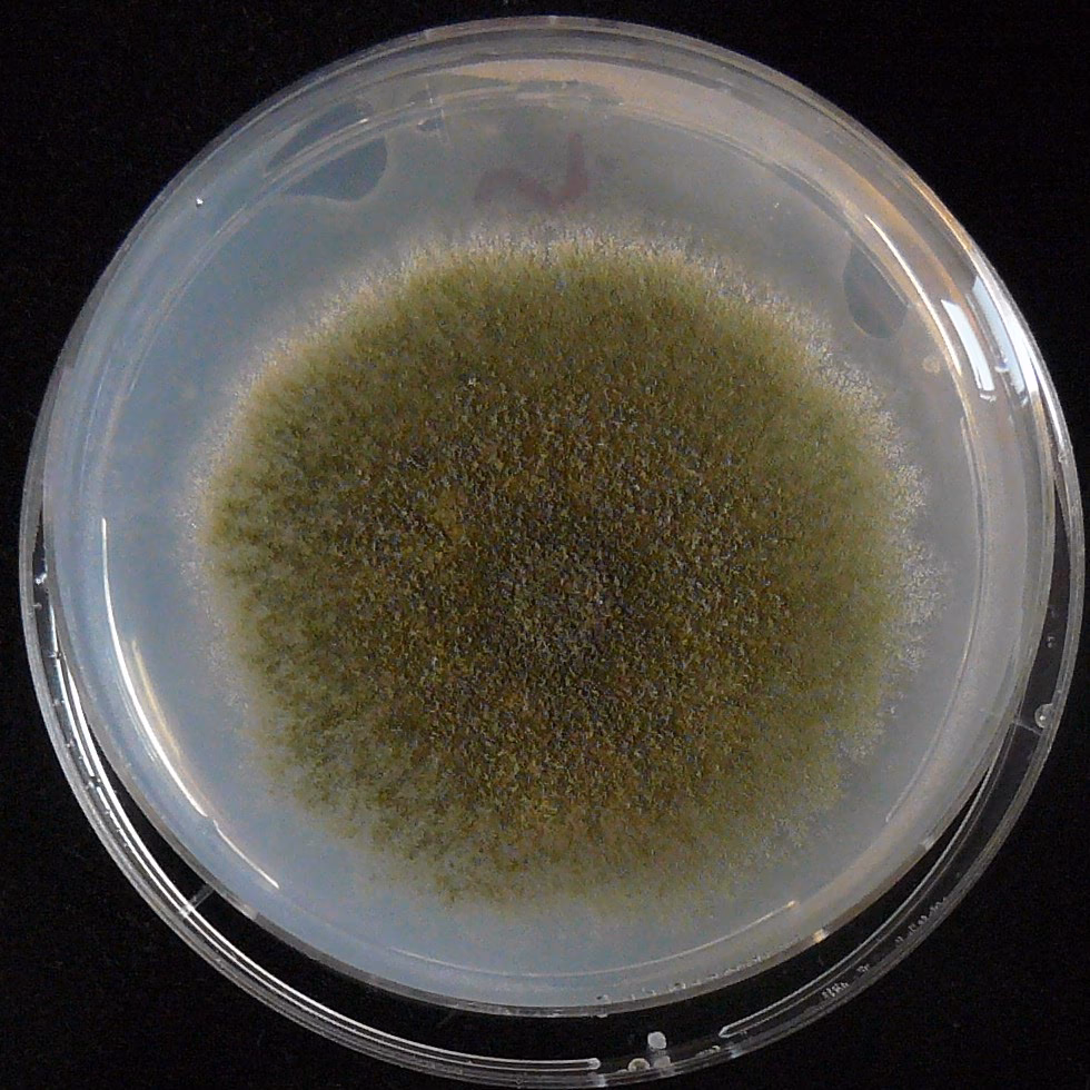 ¿Qué es el Aspergillus nidulans?