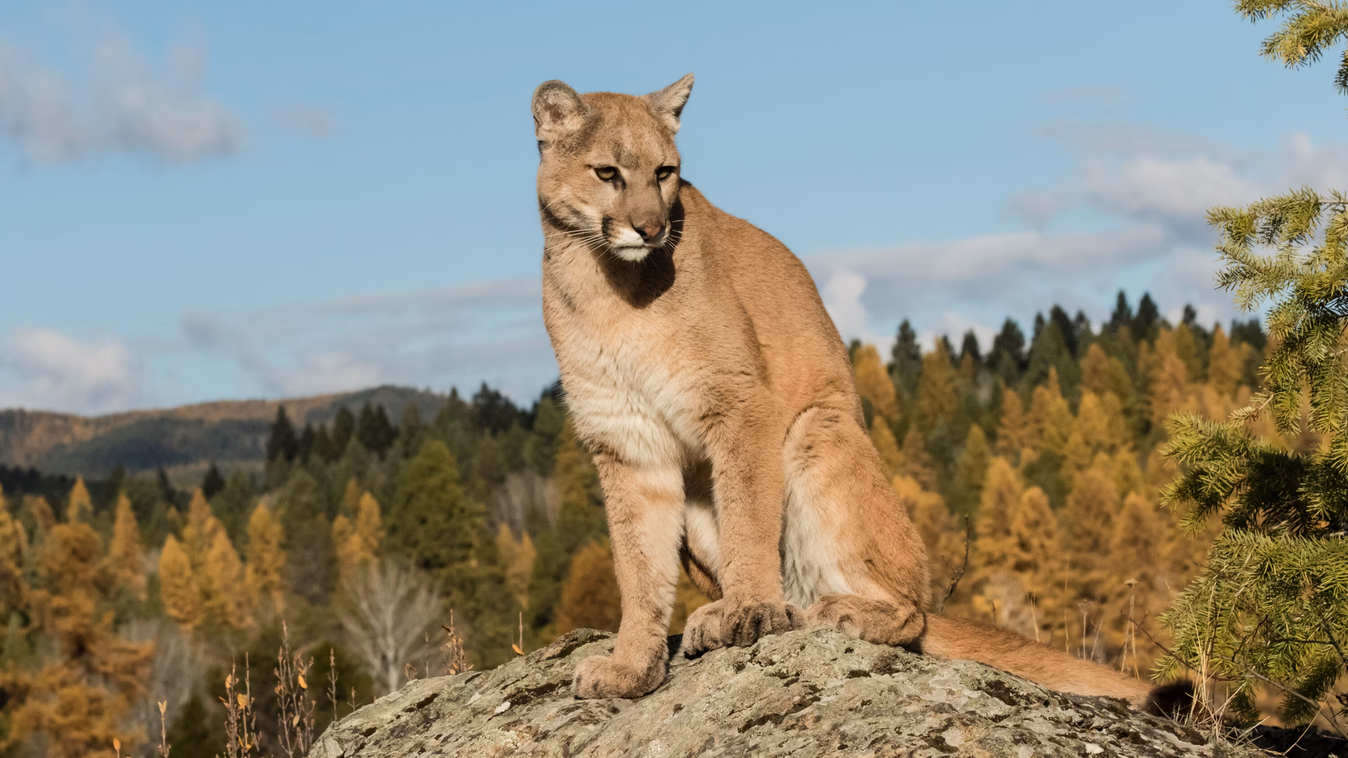 Did a mountain lion attack a child in California?