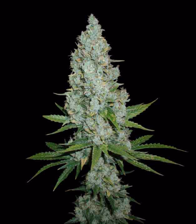 ¿Cuándo comienza la Amnesia Haze Auto a florecer?