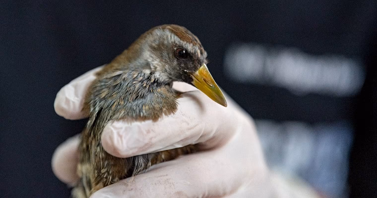 ¿Cuáles son los animales perjudicados por la contaminación lumínica?