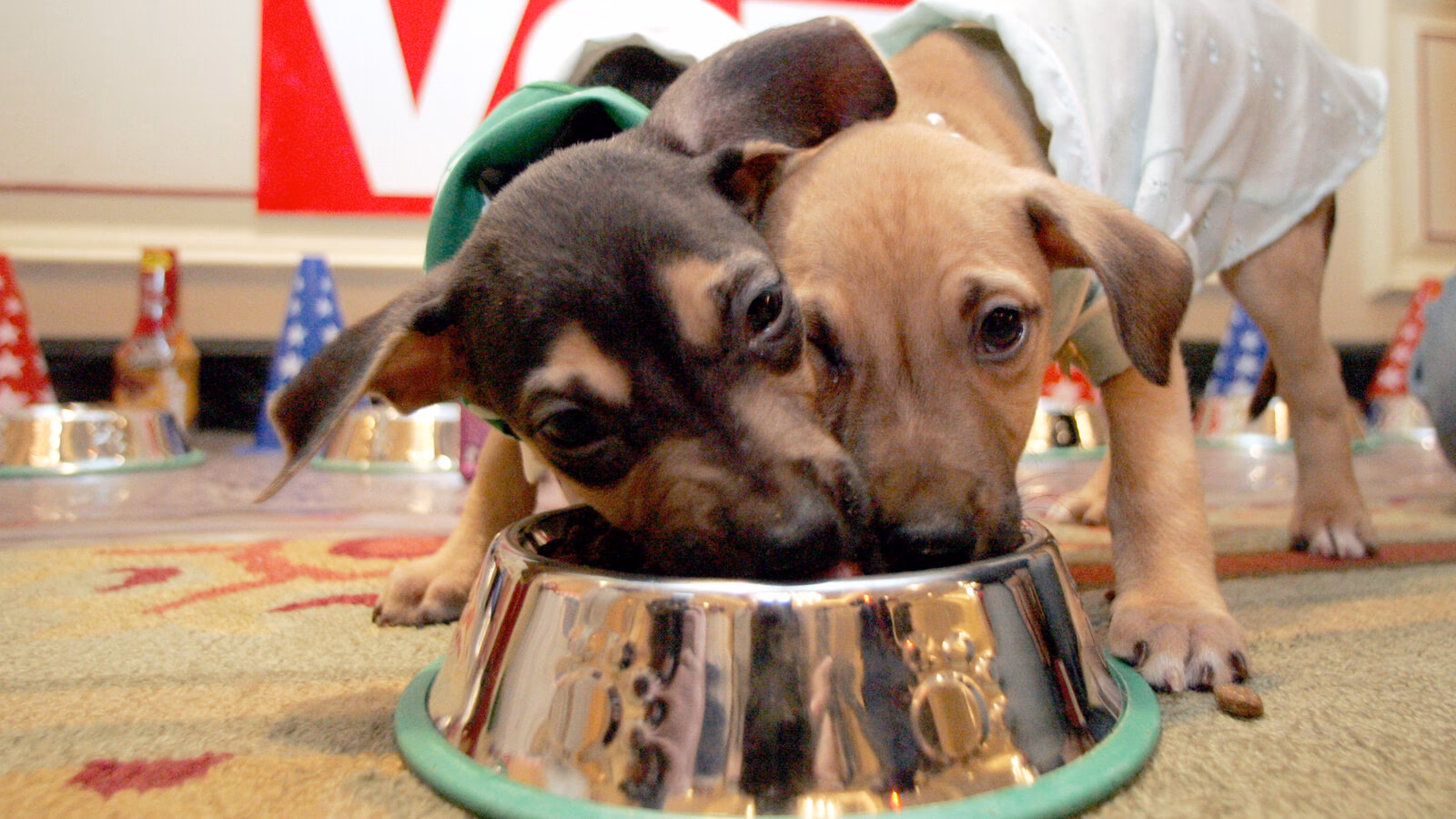 Is pet food a bacterial hazard?