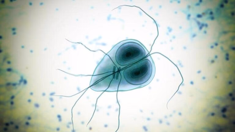 ¿Cuáles son las bacterias que contaminan el agua?