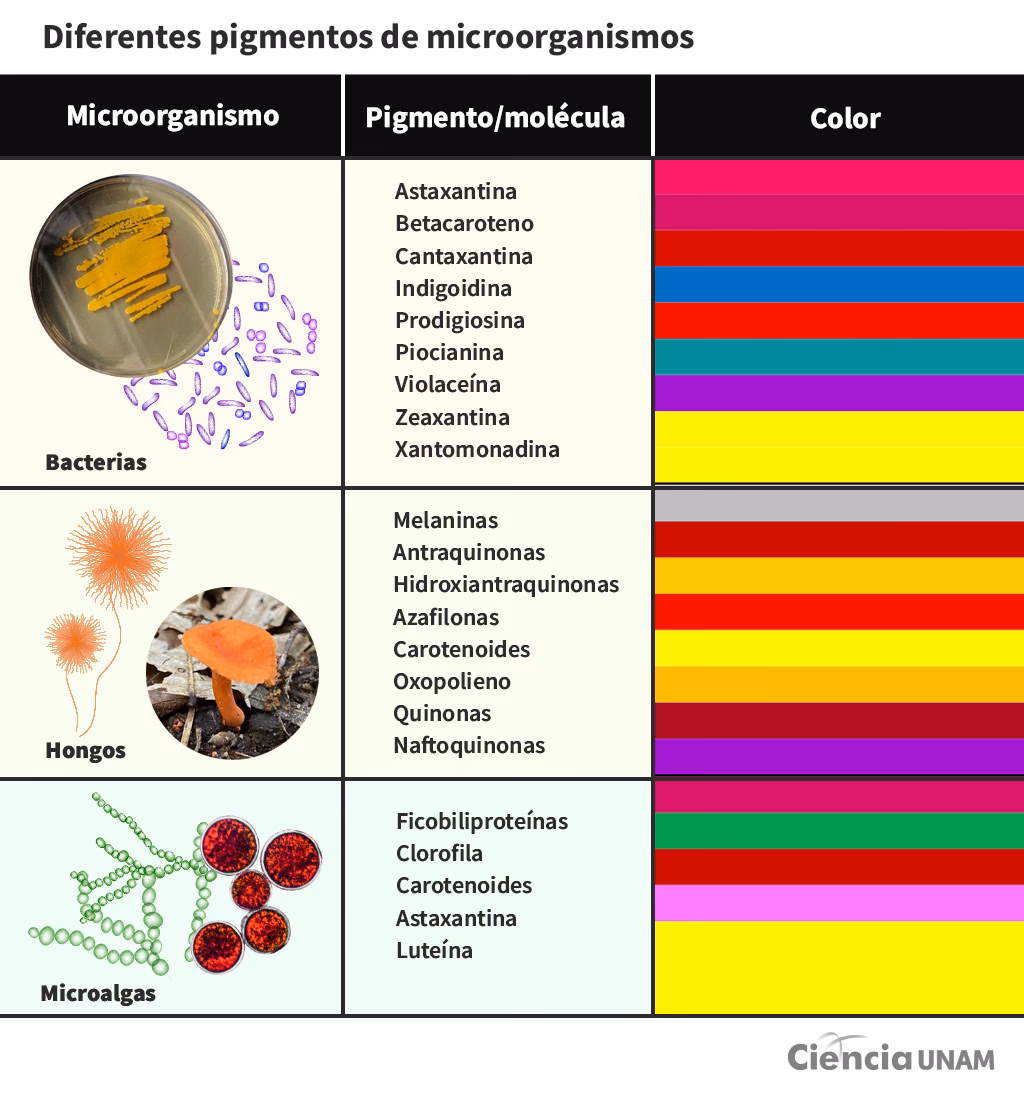 ¿Qué problema enfrentan los cirujanos con relación a la contaminación intraoperatoria?