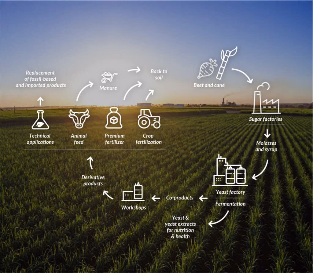 What can baker's yeast genes do for plants?