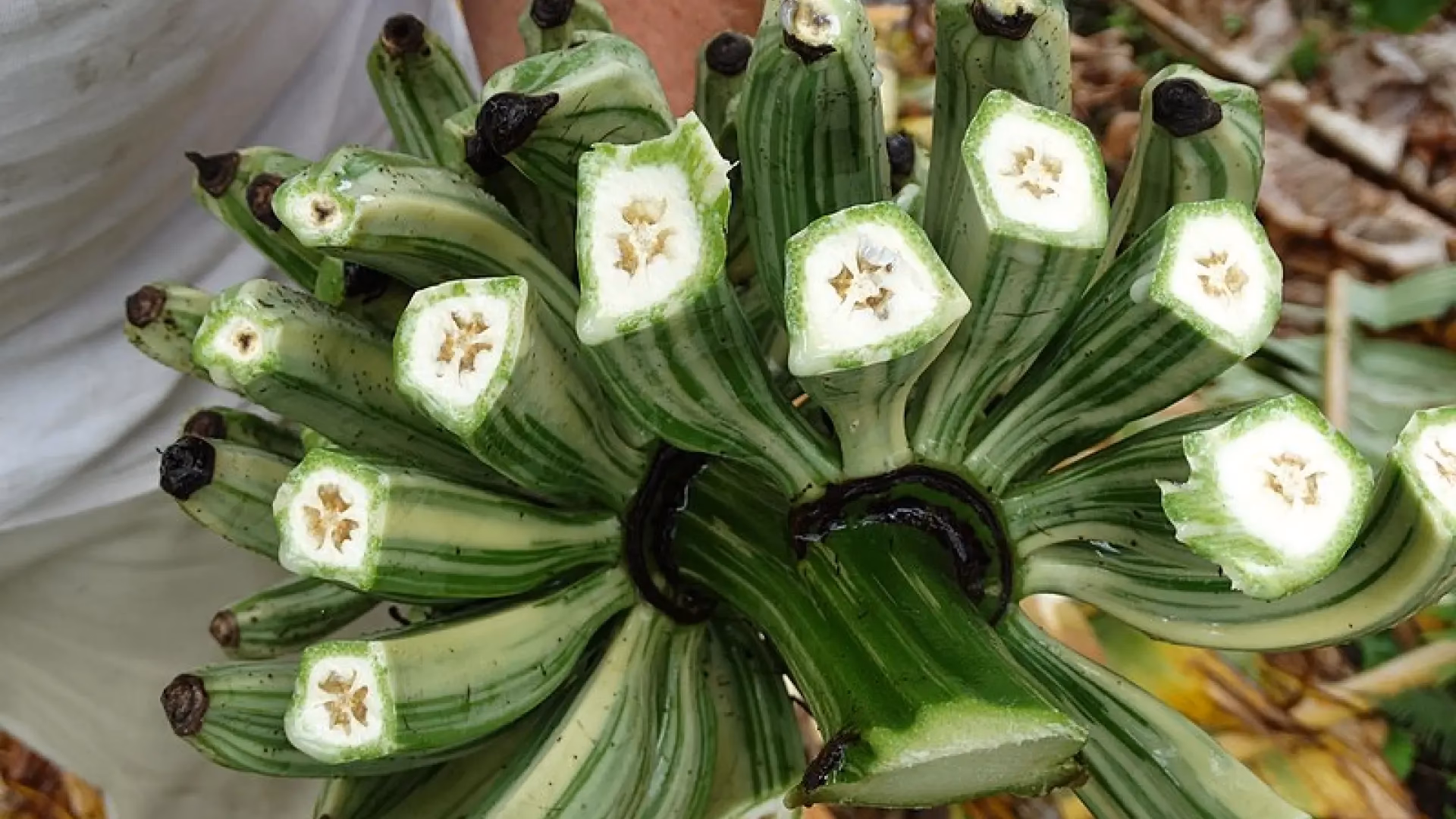 ¿Qué pasa si el banano está infectado por el hongo?