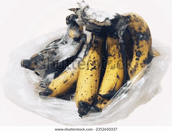 ¿Cómo afecta el hongo a las exportaciones de banano?