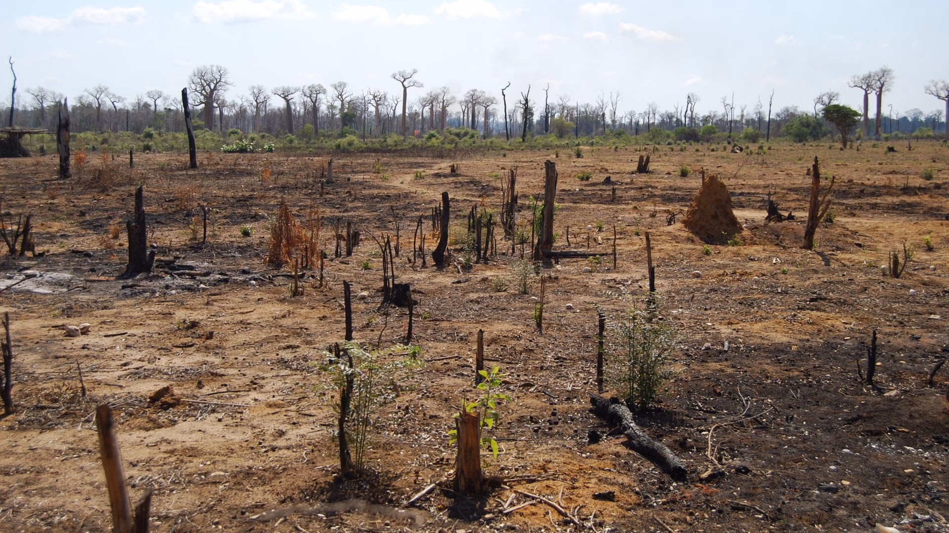 Could baobab forests be replanted?