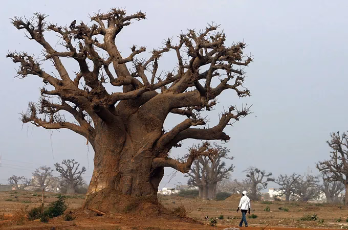 Could baobab forests be replanted?