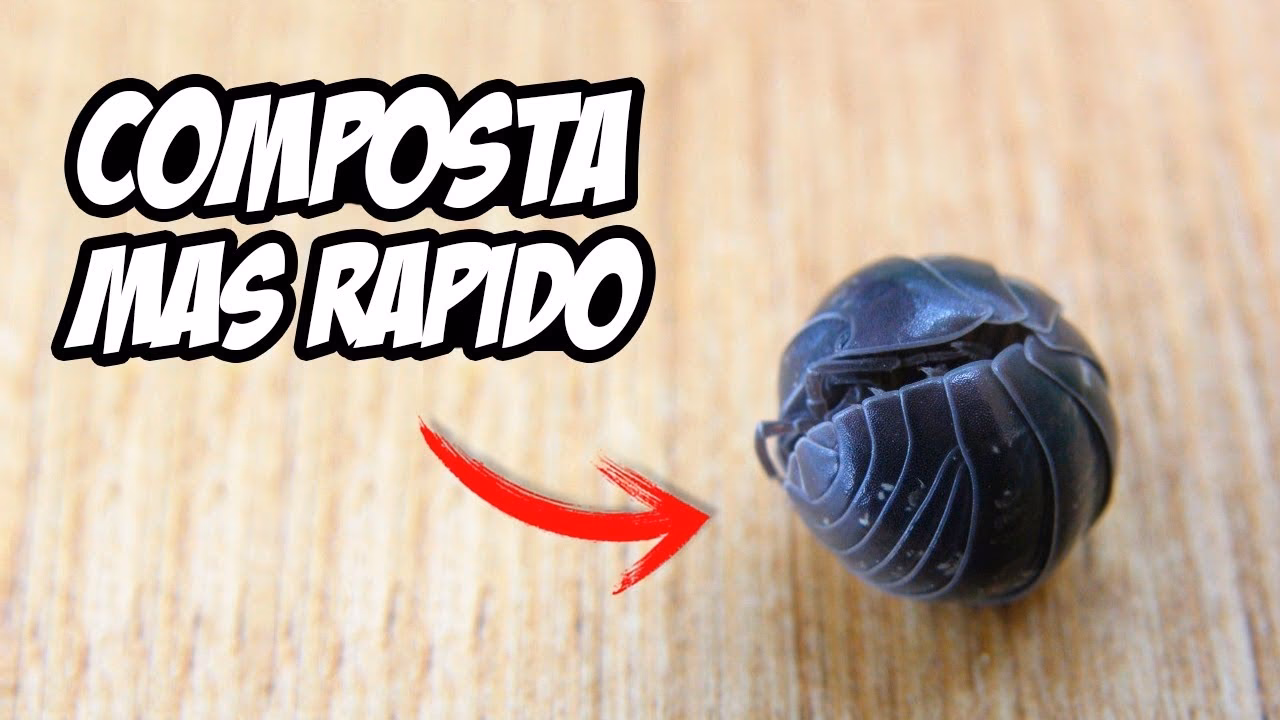 ¿Cómo se pueden decorar las bolitas de chocolate?