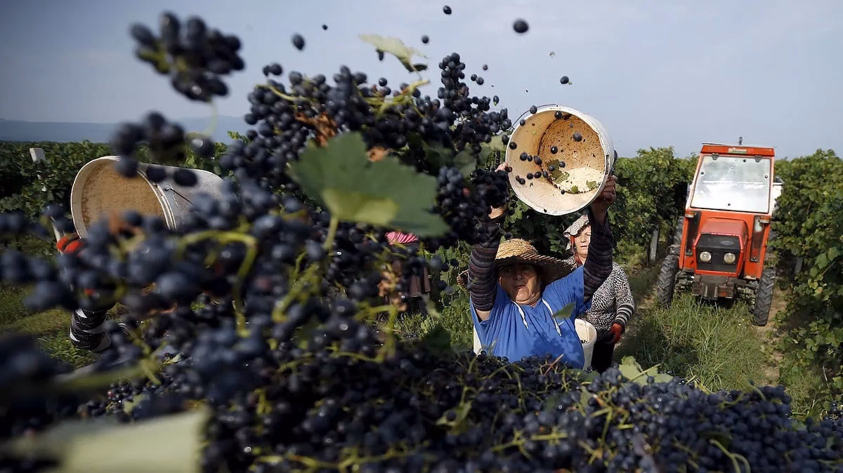¿Cuáles son los efectos del cambio climático en el bosque de oyamel?