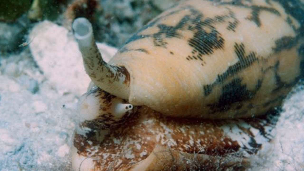 ¿Cómo evitar la presencia de caracoles y babosas en el eneldo?