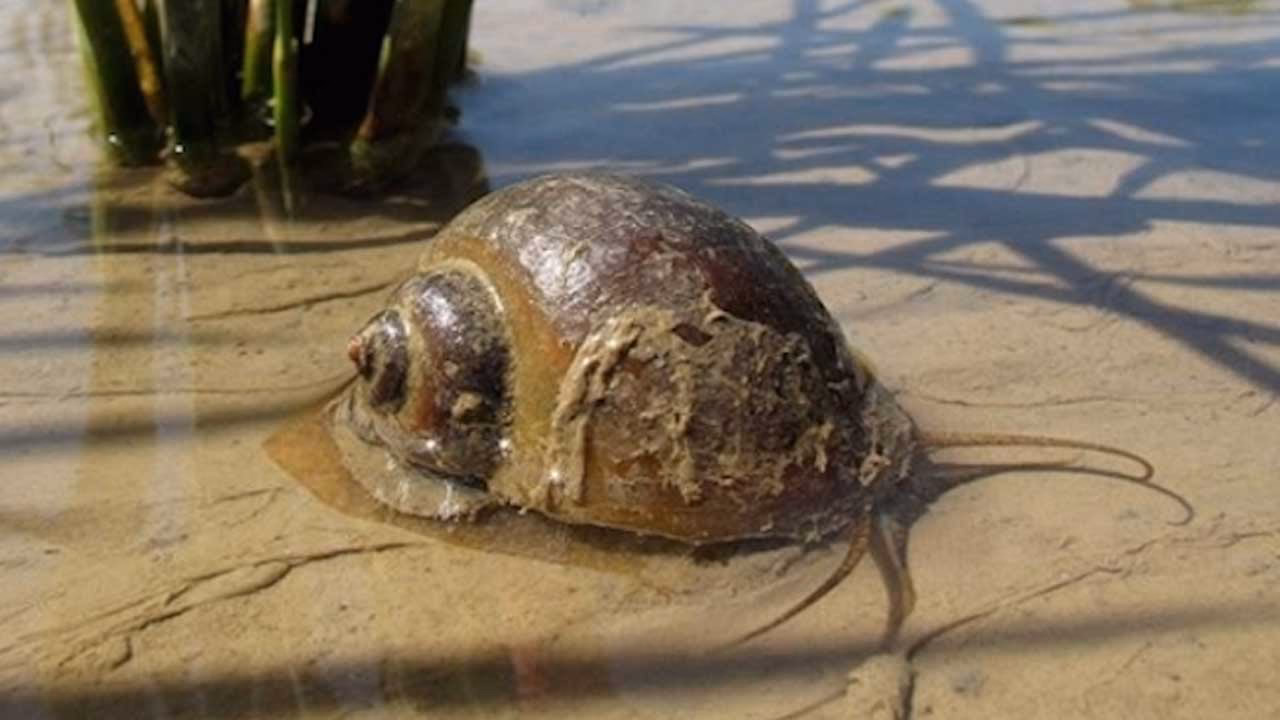 ¿Cómo prevenir el contacto con caracoles?