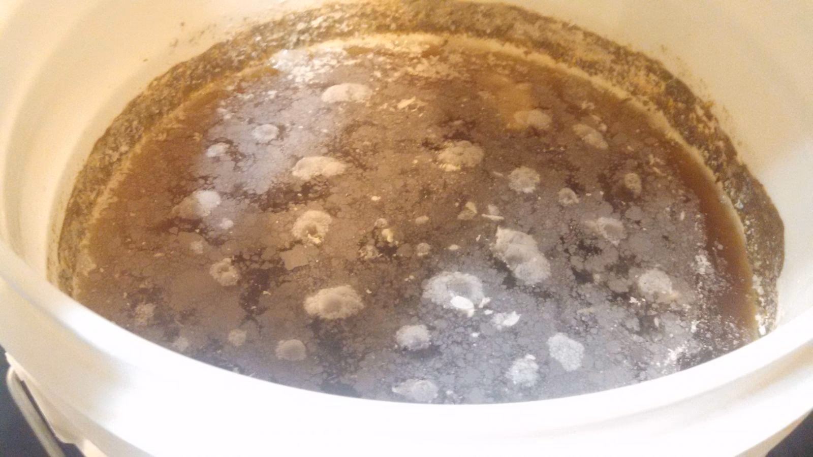 Does Beer Kill foodborne pathogens?