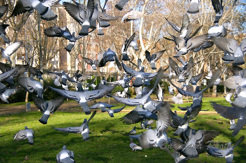 ¿Cuáles son los beneficios de observar palomas?