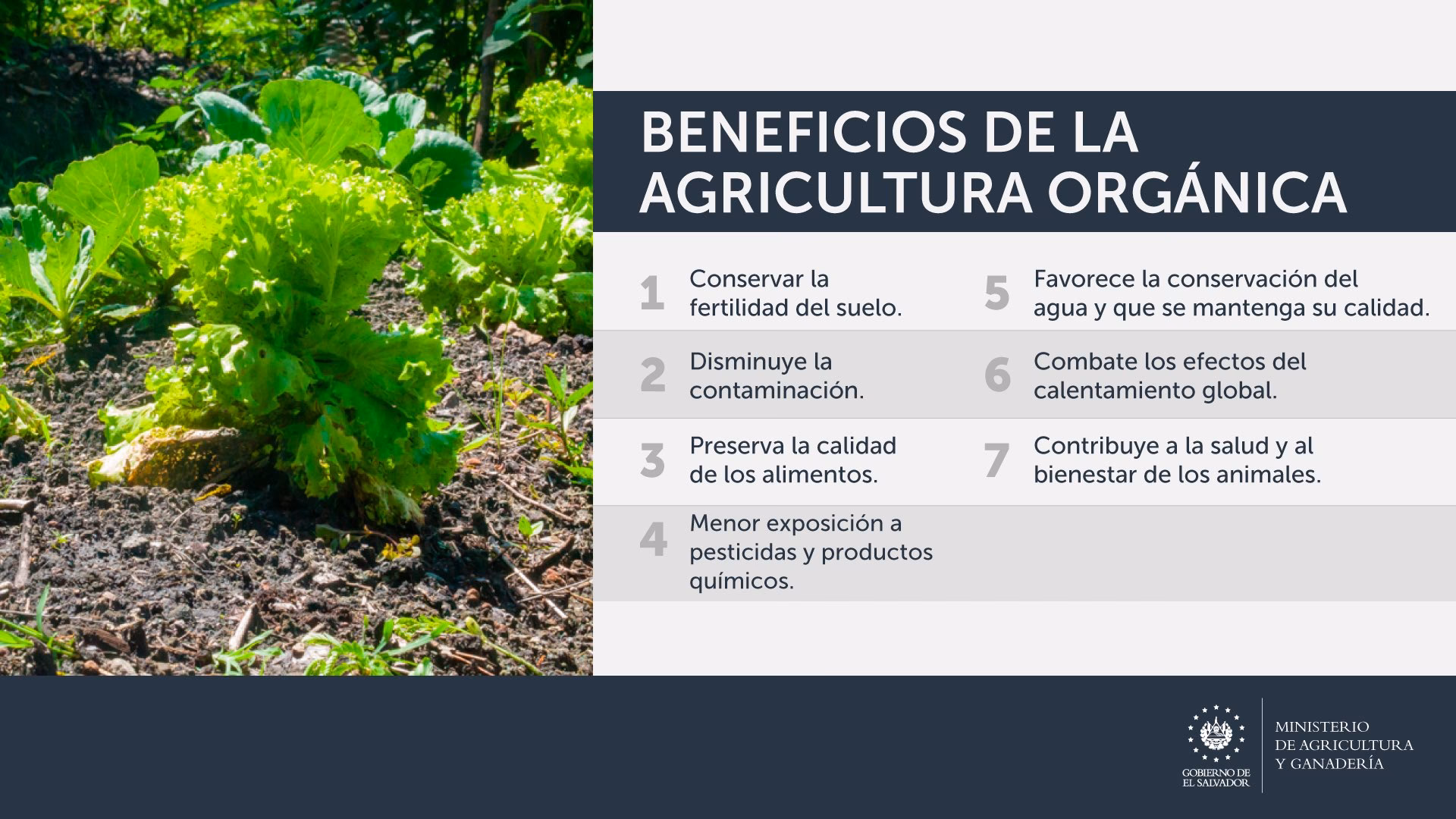¿Cuáles son los beneficios de la agricultura orgánica?