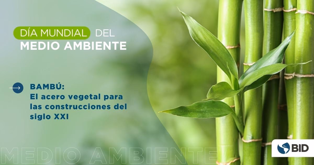 ¿Cuáles son los beneficios del sistema radicular del bambú?