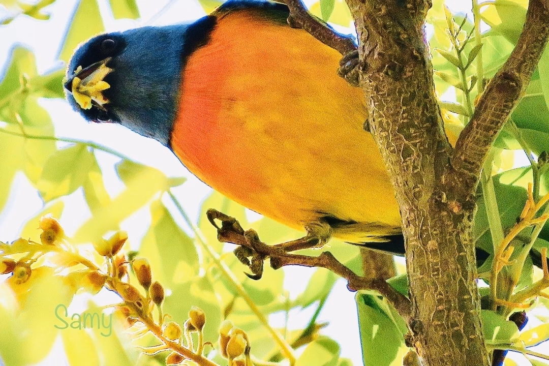 ¿Cuál es la importancia de los pájaros en el ecosistema?