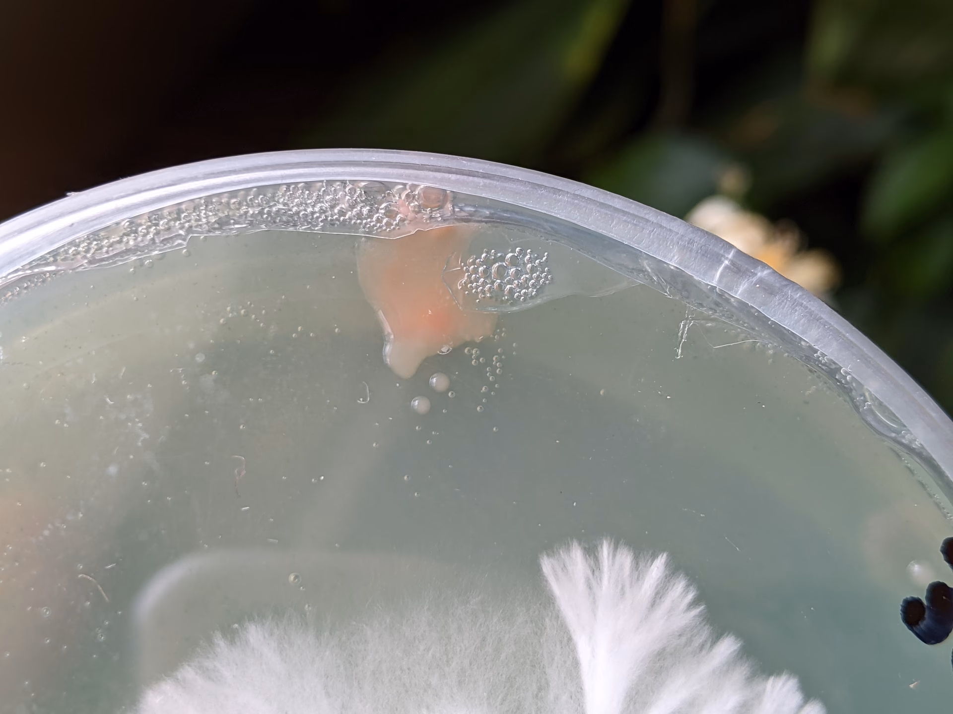 Which agar produces colorless colonies?