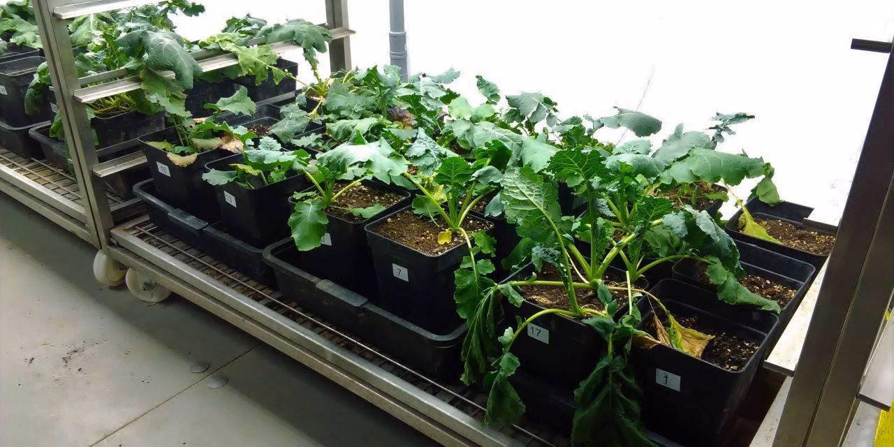 ¿Cómo se realiza la biorr recuperación en suelos contaminados?