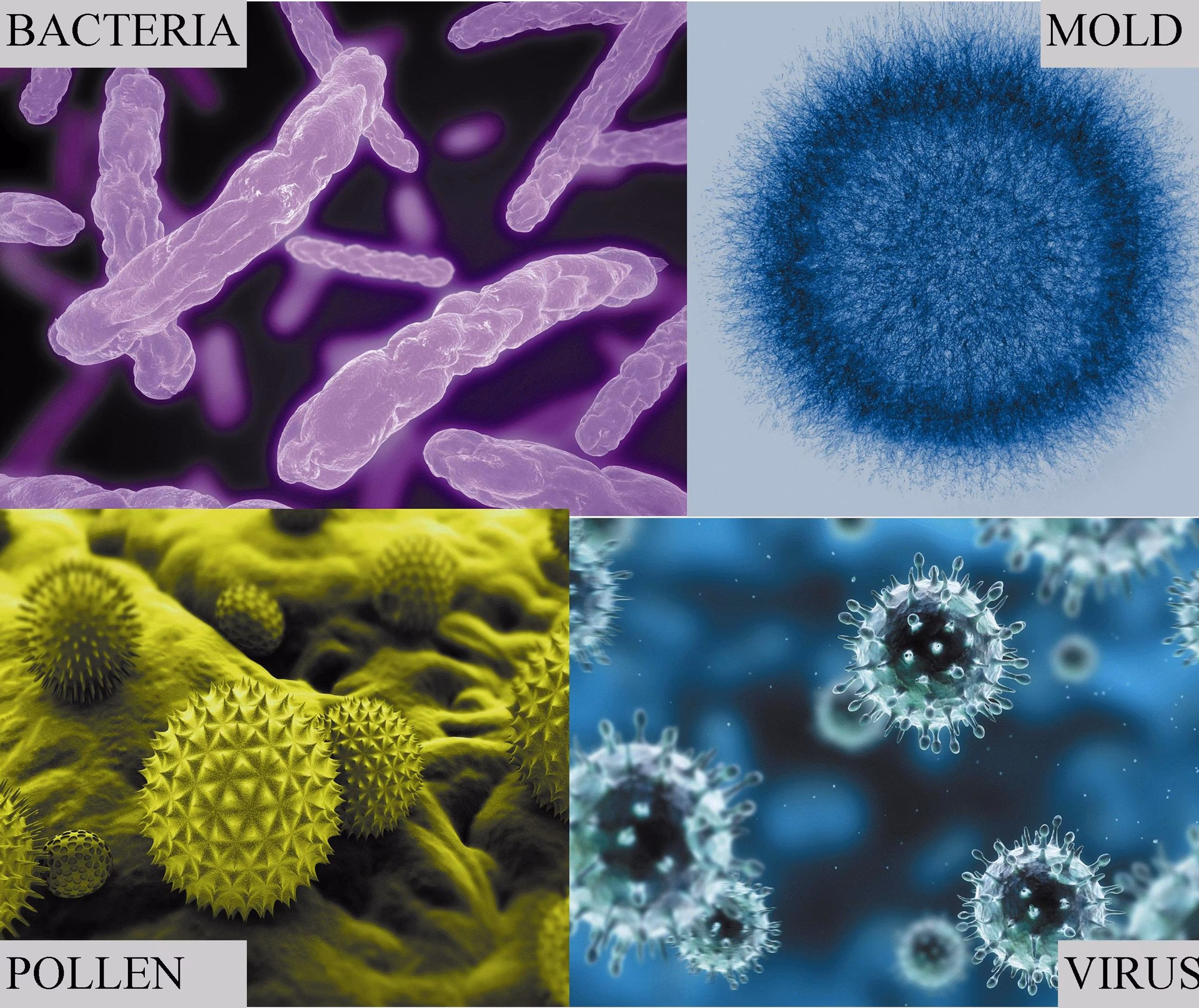 Do we know about biological contamination in the indoor environment?