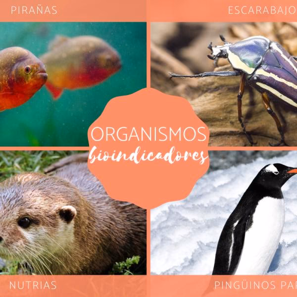 ¿Qué son Los bioindicadores ambientales?