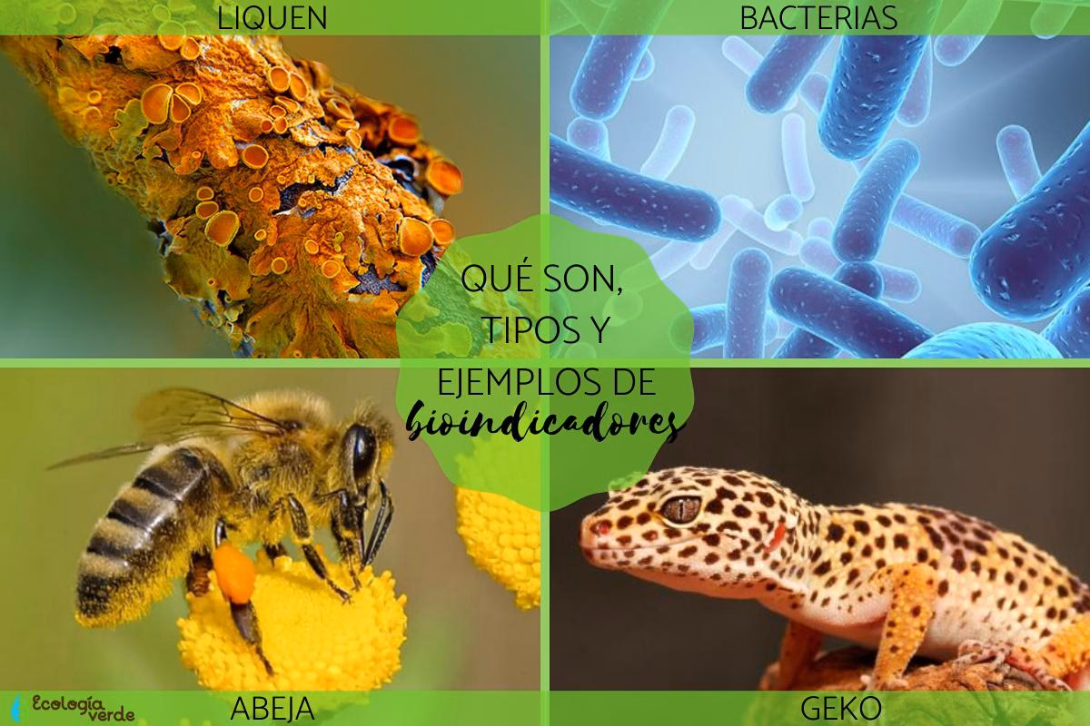 ¿Qué son Los bioindicadores de contaminación?